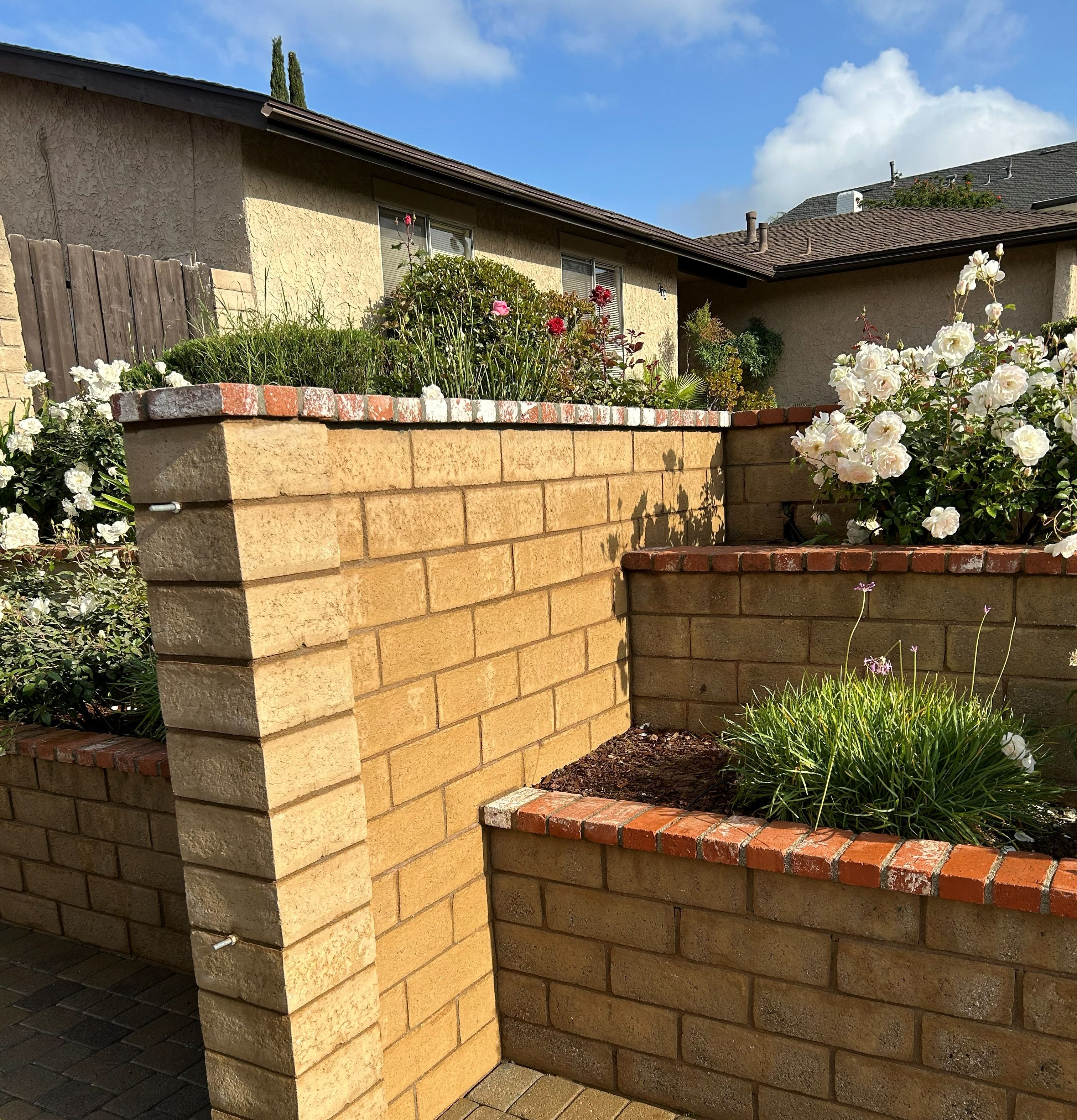 Split-face block garden wall with a red brick cap, holding a raised planter of roses
