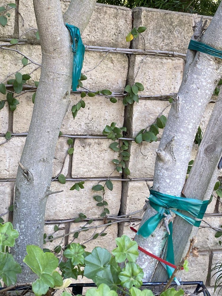 Newly planted trees staked beside a finished block wall